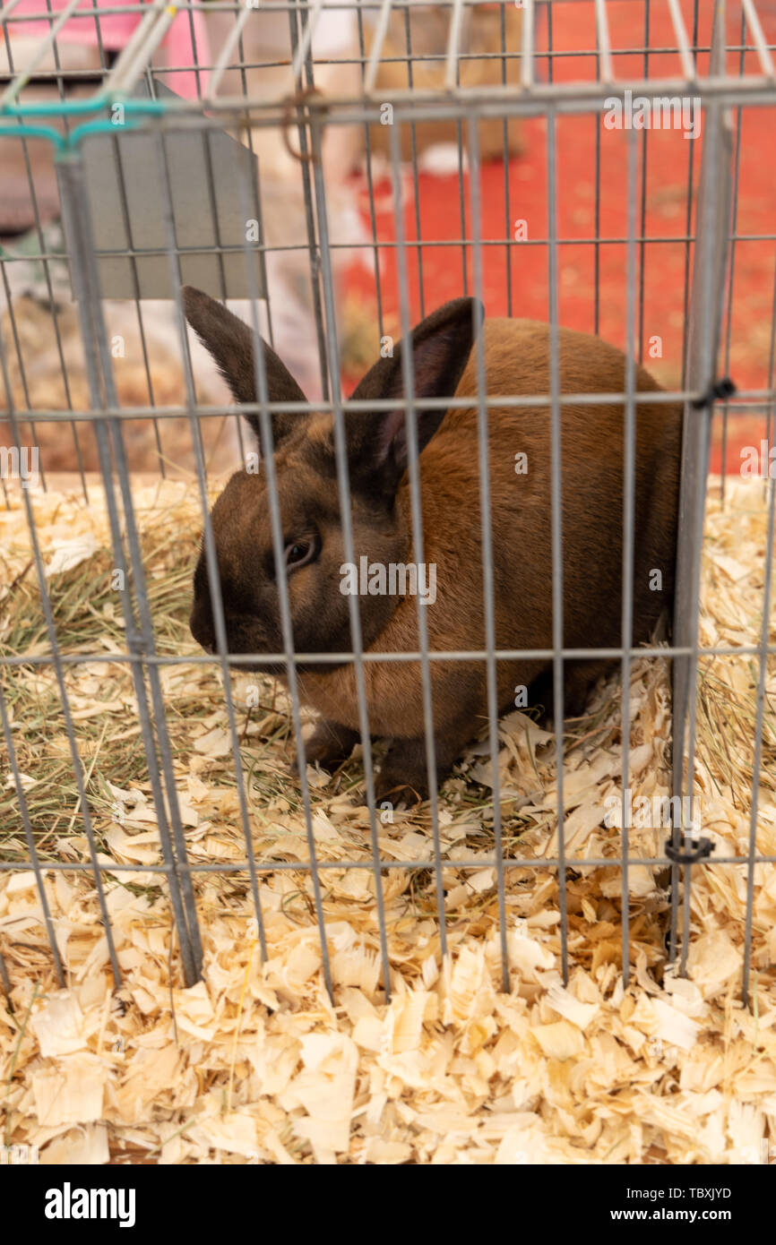 Saucisson de lapin dans la cage au show Show du comté de Devon Photo Stock  - Alamy