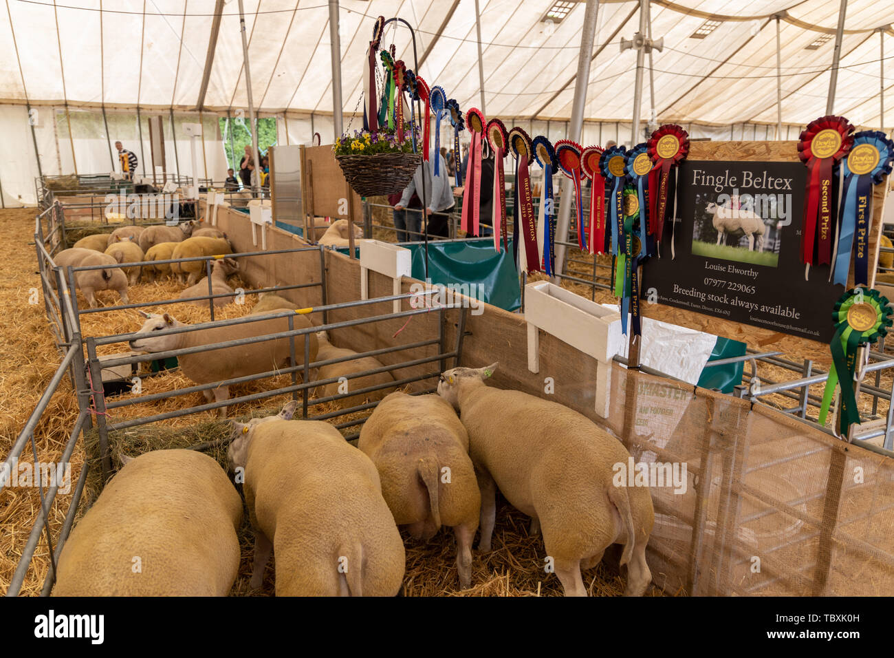 Fingle primé au mouton Loegel Jet Devon County Show Banque D'Images