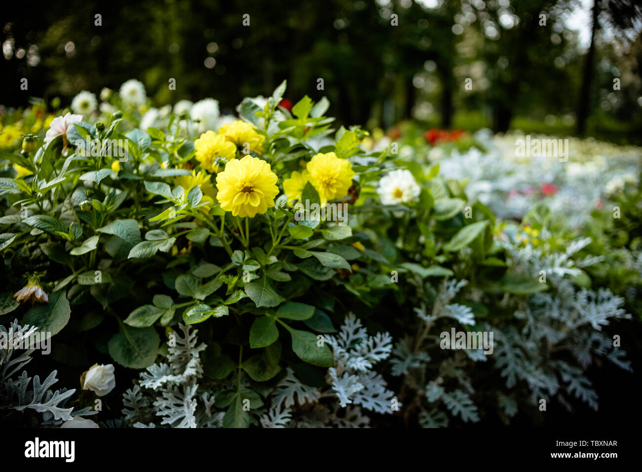 Un beau jaune lumineux appelé Dahlia Mystic Illusion est contraste avec les feuilles vert avec copie espace.Floral background.Ball Dahlia dans un ciel ensoleillé Banque D'Images