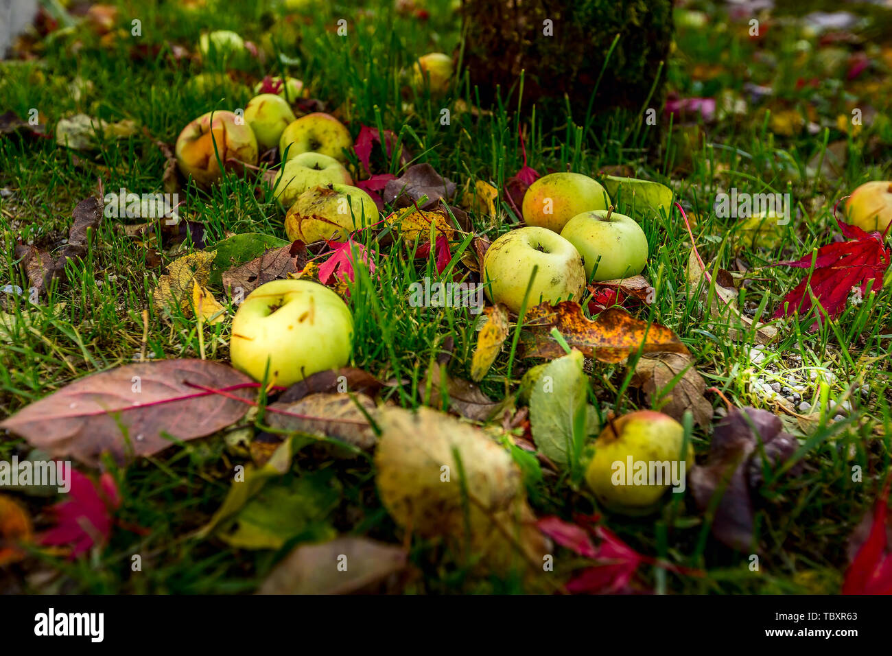 Les feuilles mortes et les pommes dans l'herbe verte couché dans l'herbe automne fond Banque D'Images