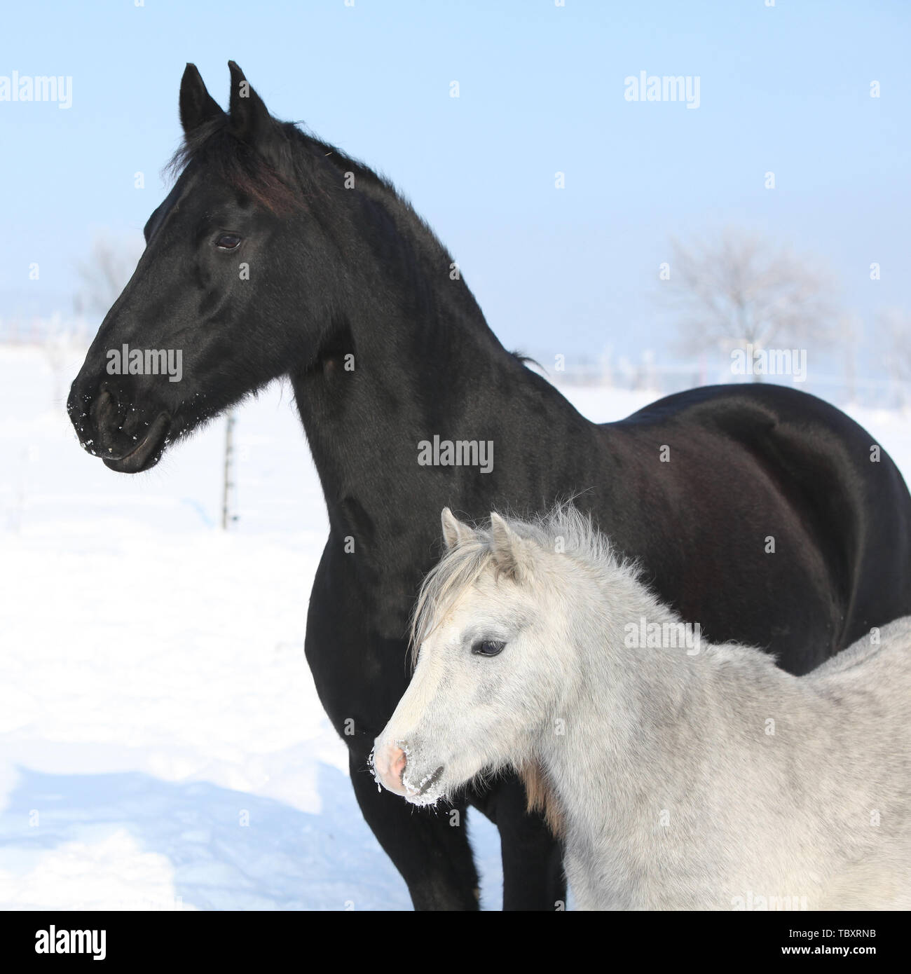 Poney gris noir avec cheval frison ensemble en hiver Banque D'Images