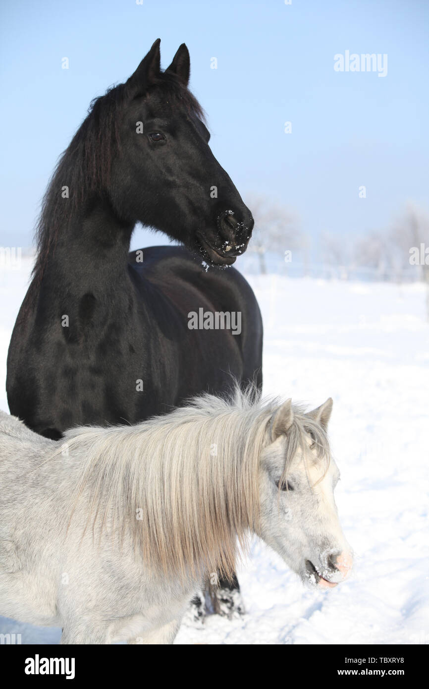 Poney gris noir avec cheval frison ensemble en hiver Banque D'Images