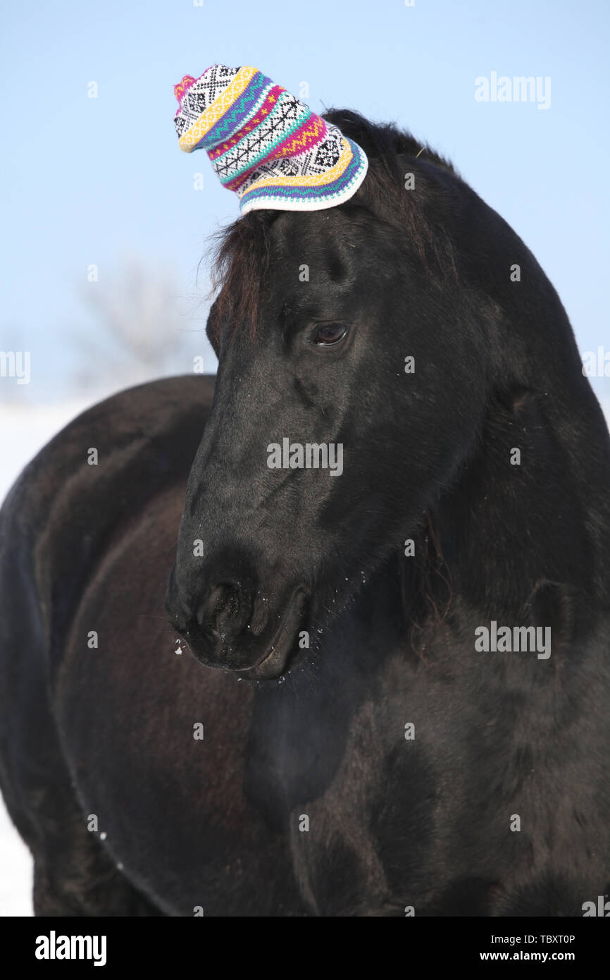 Drôle de cheval frison noir avec chapeau d'hiver en face de la nature de la neige Banque D'Images