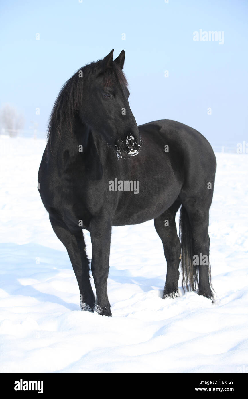 Magnifique cheval frison noir debout dans neige brillante Banque D'Images