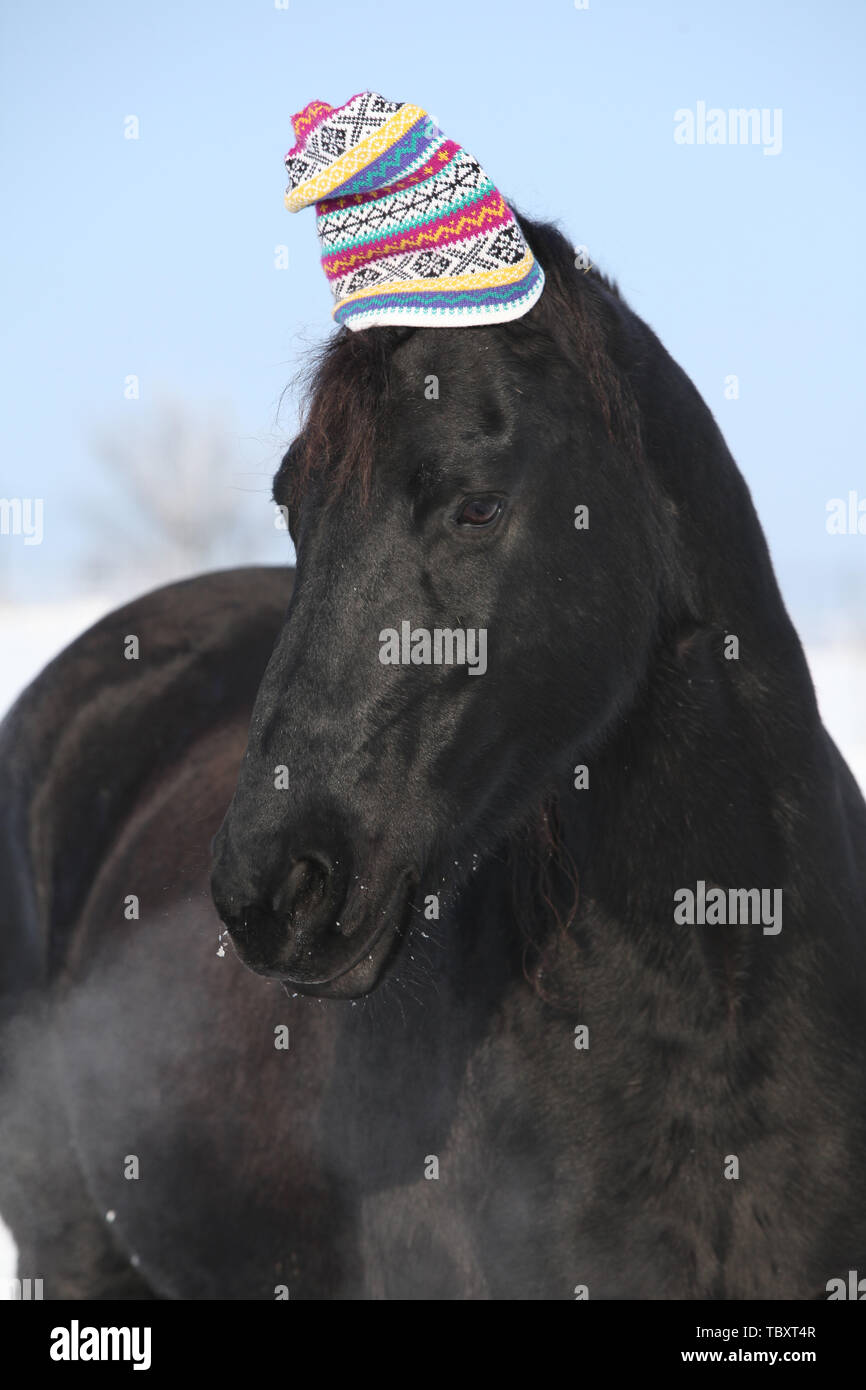 Drôle de cheval frison noir avec chapeau d'hiver en face de la nature de la neige Banque D'Images