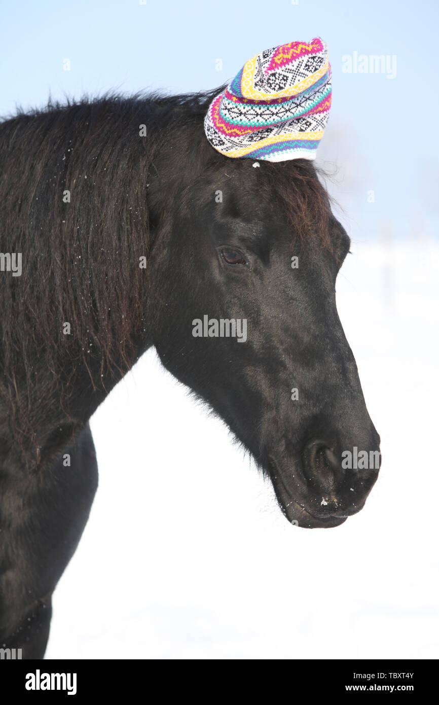 Drôle de cheval frison noir avec chapeau d'hiver en face de la nature de la neige Banque D'Images