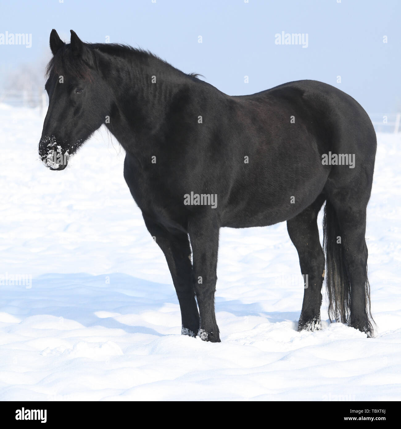 Magnifique cheval frison noir debout dans neige brillante Banque D'Images