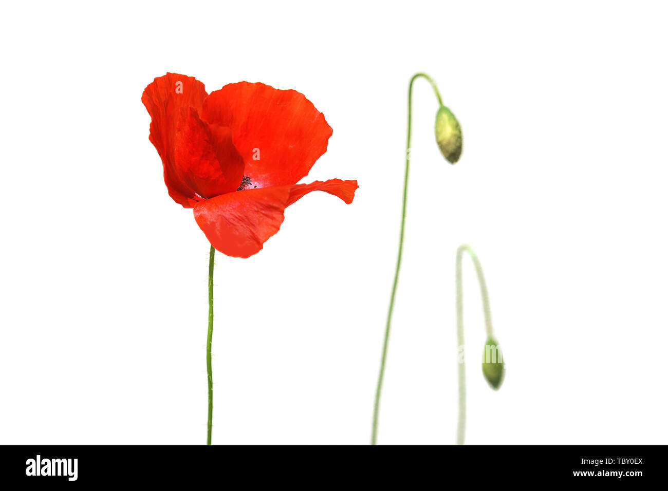 Fleurs de pavot ou papaver coquelicot sur lumière ensoleillée, isolé sur fond blanc. Selective focus, close-up. La nature. Banque D'Images