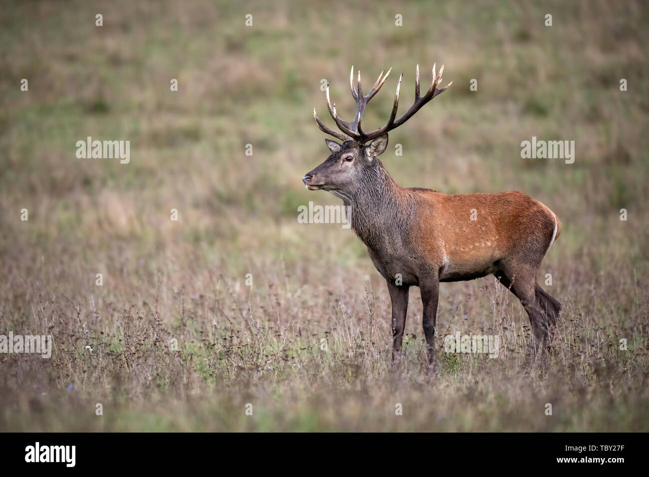 Red Deer stag debout et à côté sur une prairie avec de l'herbe sèche à l'automne Banque D'Images