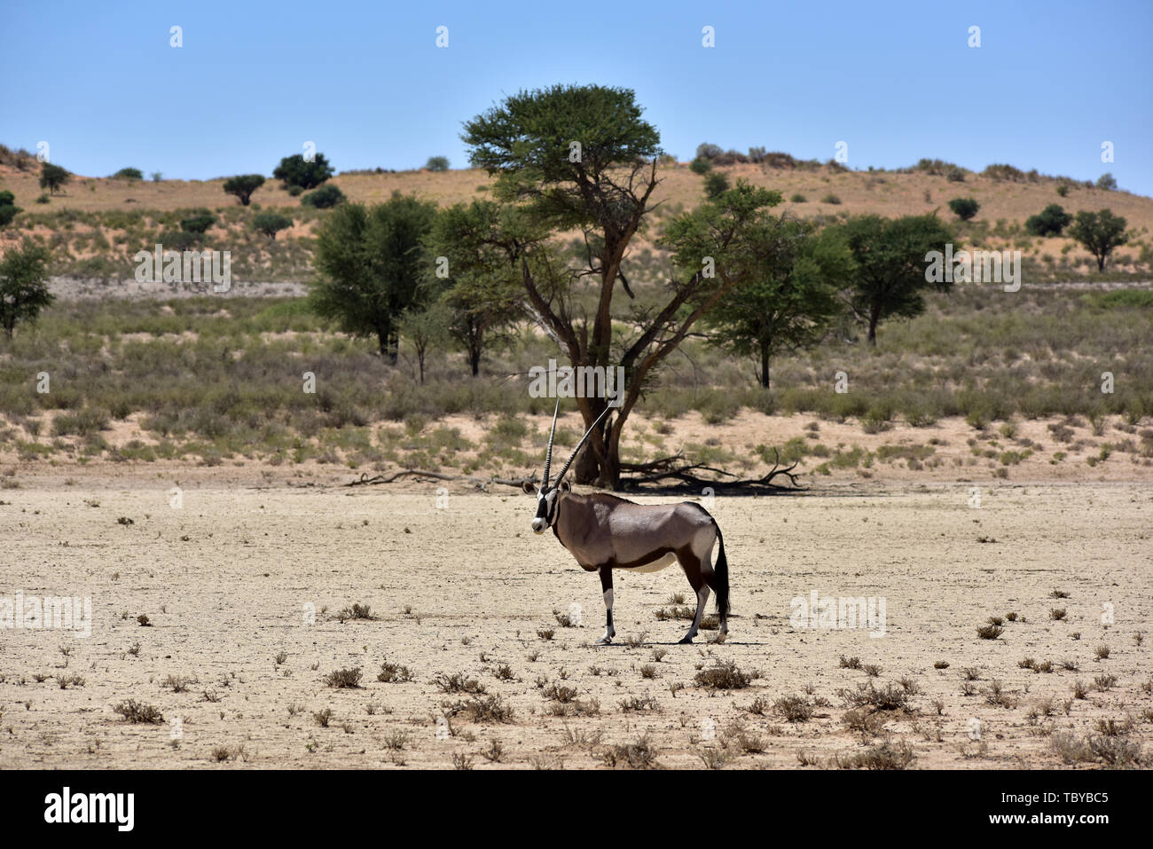 (L'antilope oryx Oryx gazella) dans le Parc National de Kgalagadi, prise le 25.02.2019. Les deux cornes et masque noir sont typiques de ce jusqu'à 200 kg d'antilopes. Le Kgalagadi Transfrontier National Park a été créé en 1999 par fusion de l'Afrique du Sud le parc national de Kalahari Gemsbok et le parc national de Gemsbok au Botswana et est une réserve naturelle transfrontalière dans le Kalahariwssste avec une superficie d'environ 38 000 kilomètres carrés. Le parc est bien connu pour les lions, qui sont souvent l'on y trouve, mais aussi pour de nombreux autres animaux sauvages qui vivent ici. Photo : Matthias Banque D'Images