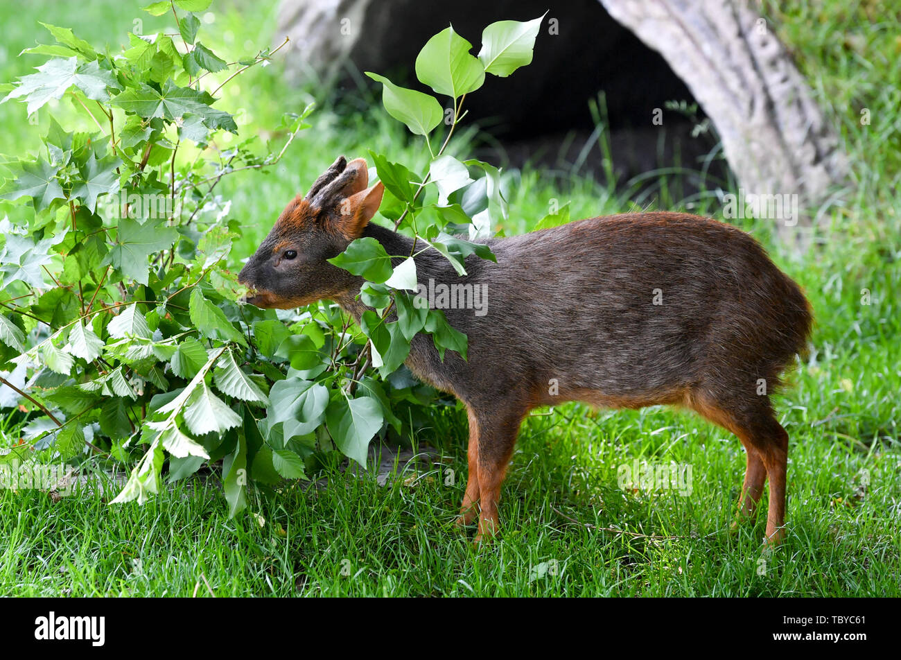 Halle, Allemagne. 04 Juin, 2019. A southern pudu se déplace à la recherche de nourriture à travers son nouveau boîtier dans le zoo à Halle/Saale. Le zoo a ouvert une nouvelle installation de 80 000 euros pour le plus petit des cervidés. Le Zoo Halle abrite 1700 animaux de 250 espèces. En 2018, 472 000 visiteurs ont été comptabilisés. Photo : Hendrik Schmidt/dpa-Zentralbild/ZB : dpa Crédit photo alliance/Alamy Live News Banque D'Images