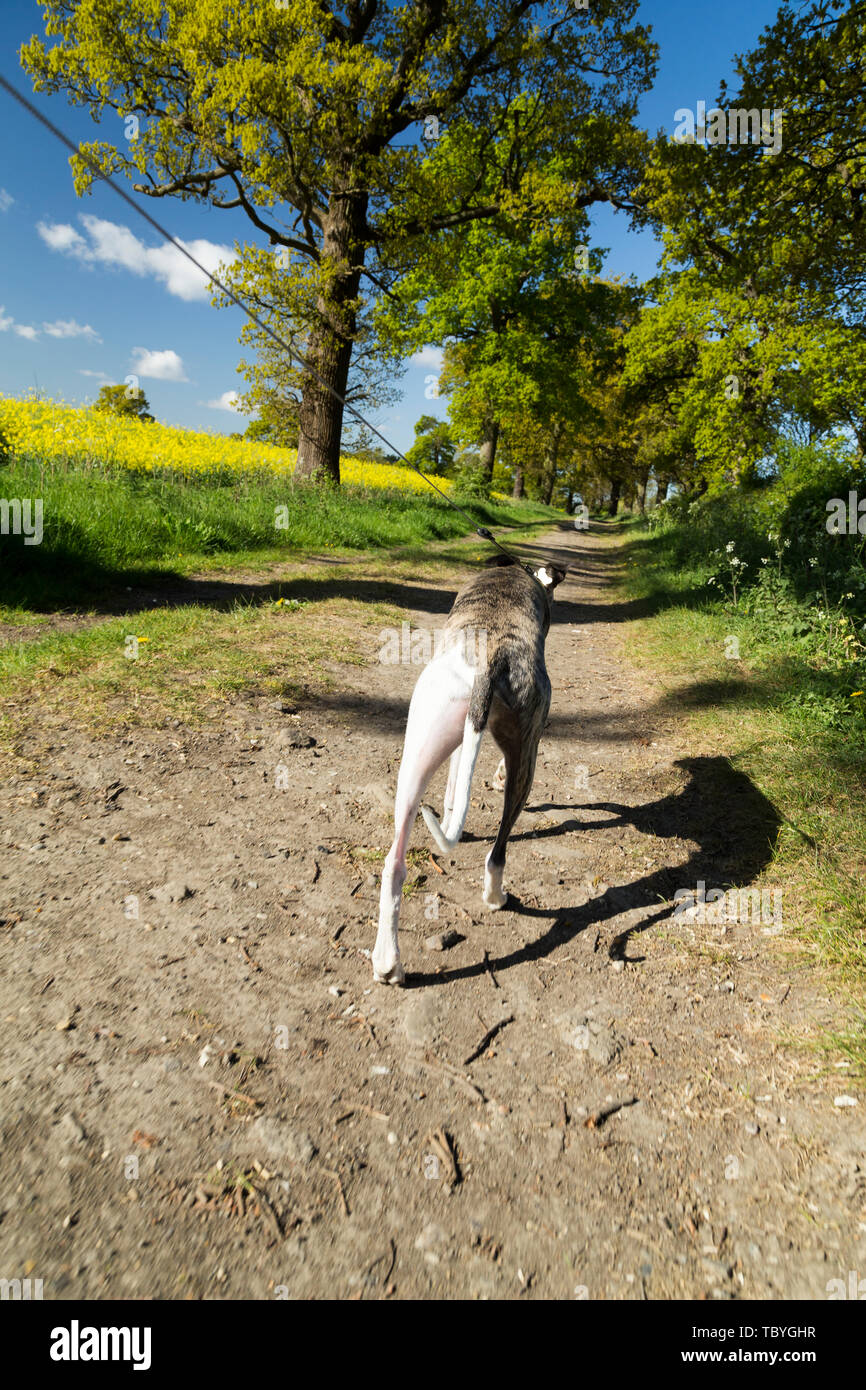 Whippet mâle chien : passage en laisse le long d'un sentier. Banque D'Images