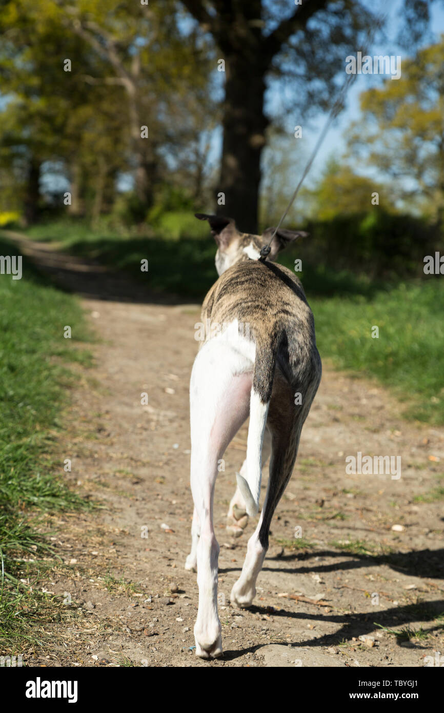 Whippet mâle chien : passage en laisse le long d'un sentier. Banque D'Images