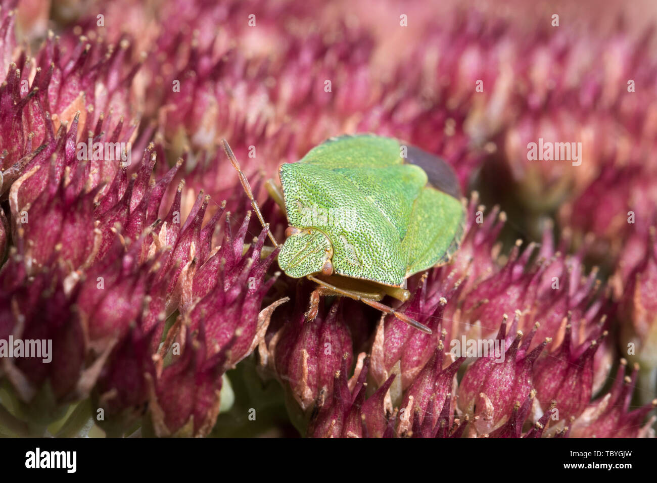 La Faune : green shield bug on flowering sedum (Palomena prasina). Banque D'Images
