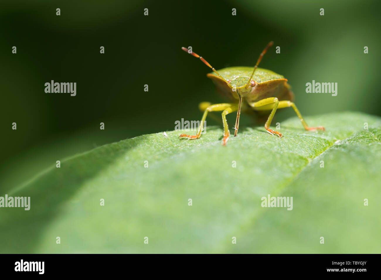 La Faune : Green Shield Bug (Palomena prasina). Banque D'Images