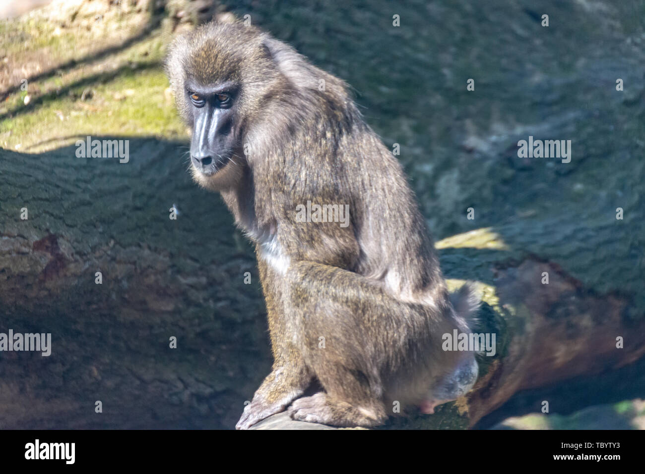 Singe foret conserve une vigie dans son territoire Banque D'Images