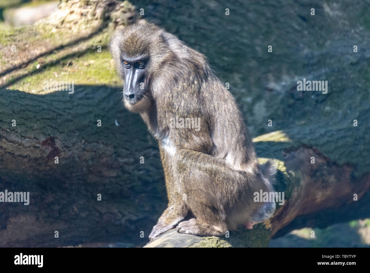 Singe foret conserve une vigie dans son territoire Banque D'Images