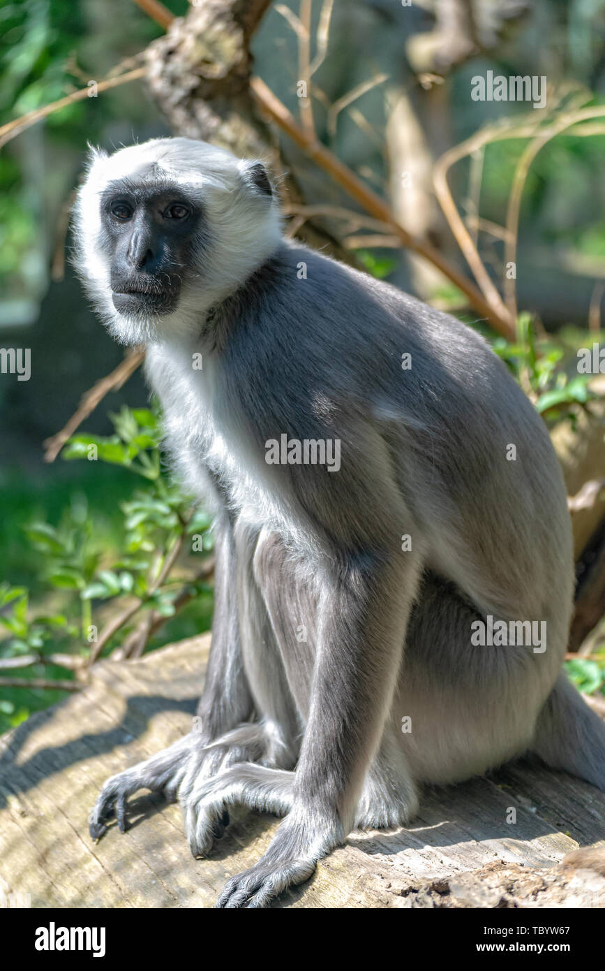 Hulman Langur attentivement garde son territoire Banque D'Images