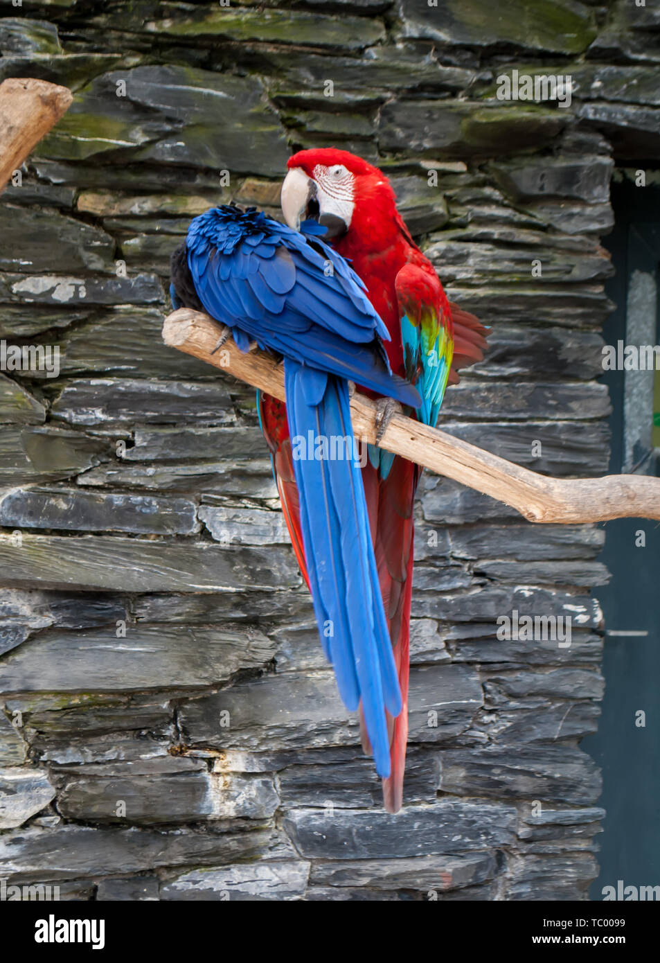 Un perroquet bleu ara, Ara macao, ara rouge et un perroquet ara, assis sur  la branche d'arbre Photo Stock - Alamy