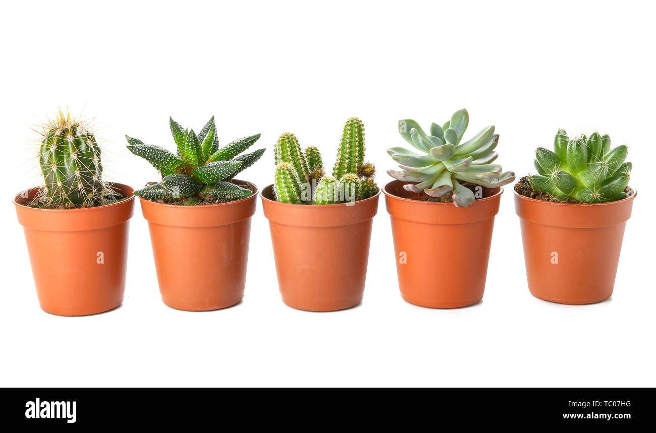 Cactus et plantes grasses différentes sur fond blanc Banque D'Images