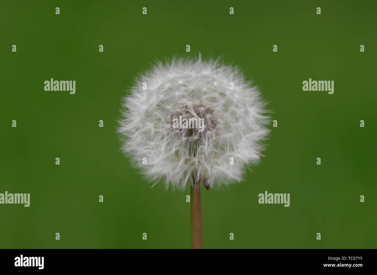 Taraxacum, mieux connu sous le nom de pissenlit est une mauvaise herbe tenace qui semble ne jamais laisser votre pelouse ou votre jardin, mais aussi un dont les feuilles des plantes à fleurs Banque D'Images