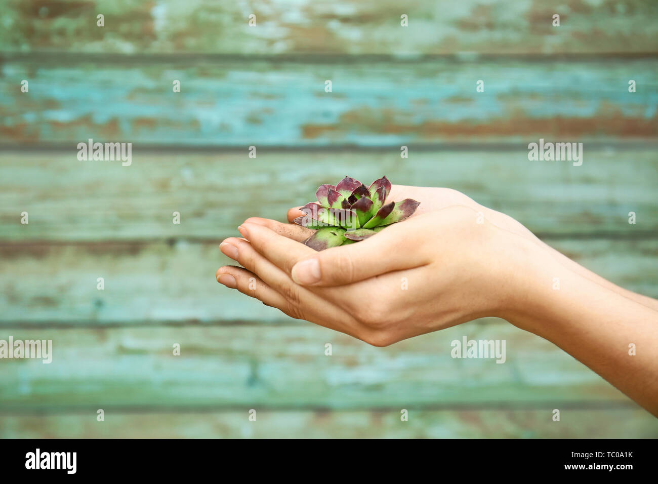 Les mains avec de l'herbe verte sur fond de bois. Eco concept Banque D'Images