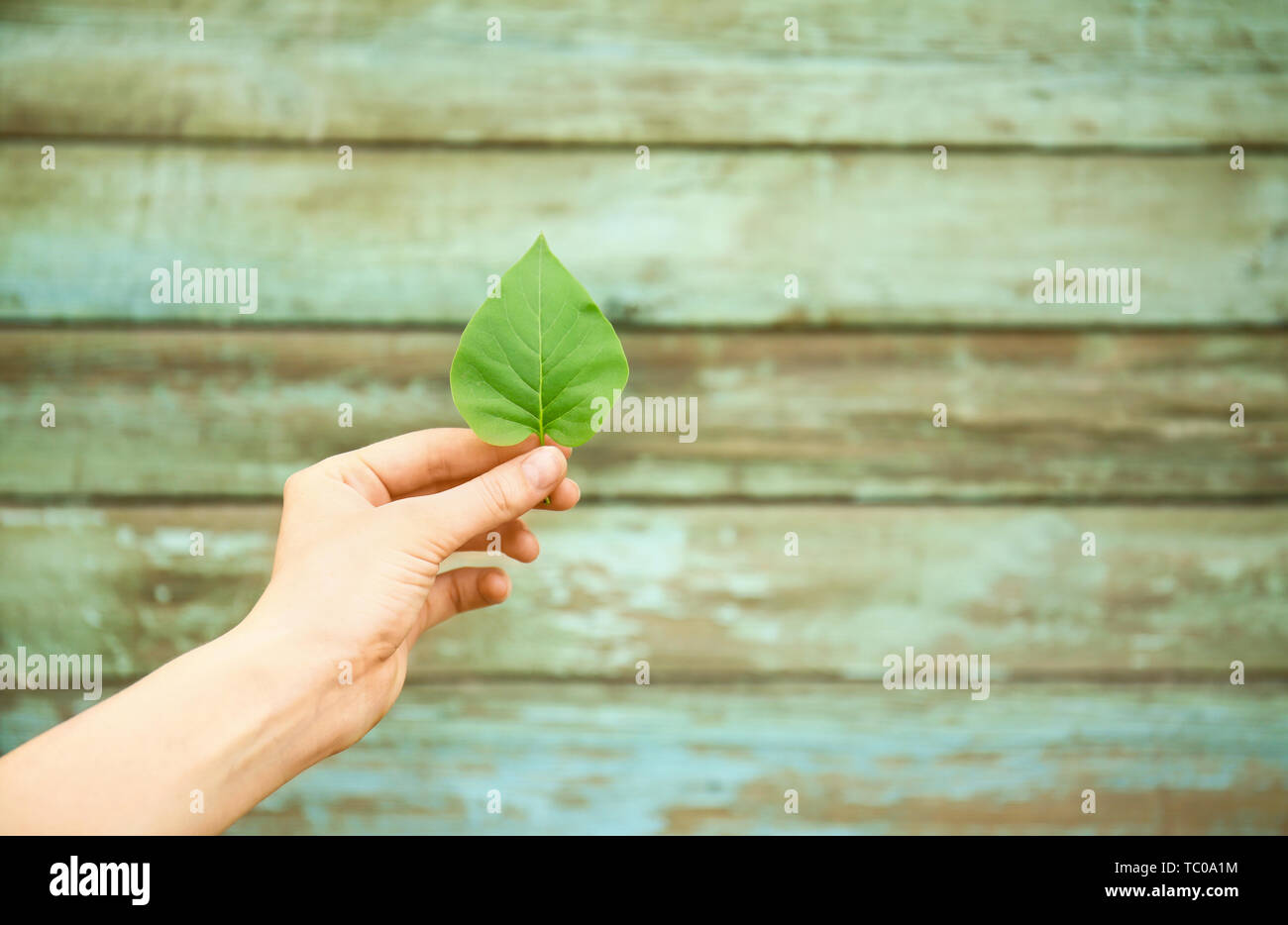 La main féminine avec des feuilles vertes sur fond de bois. Eco concept Banque D'Images