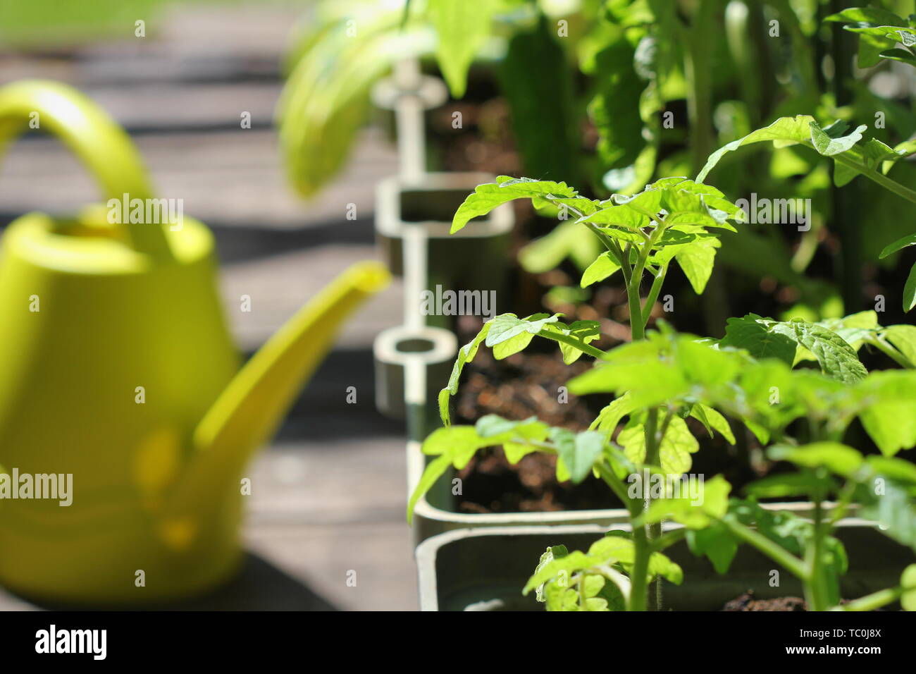 Jardinage légumes de conteneurs. Jardin potager sur une terrasse. Fleur, les tomates dans un récipient de plus en plus . Banque D'Images
