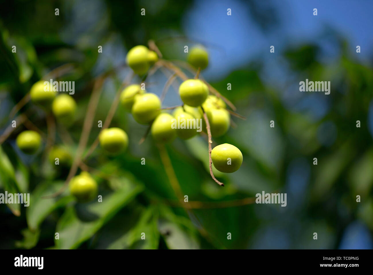 Fruit Neem Banque D'Images