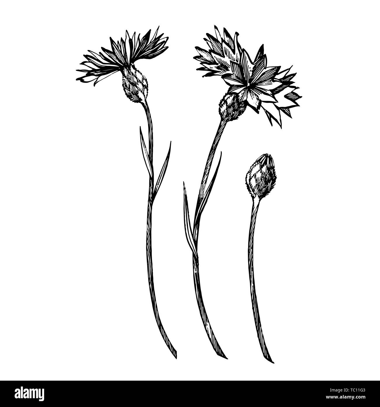 Bleuet bleu bouton d'herbes ou de baccalauréat en fleurs'' isolé sur fond blanc. Ensemble d'éléments de dessin barbeaux, floral, jardin botanique à la main Banque D'Images