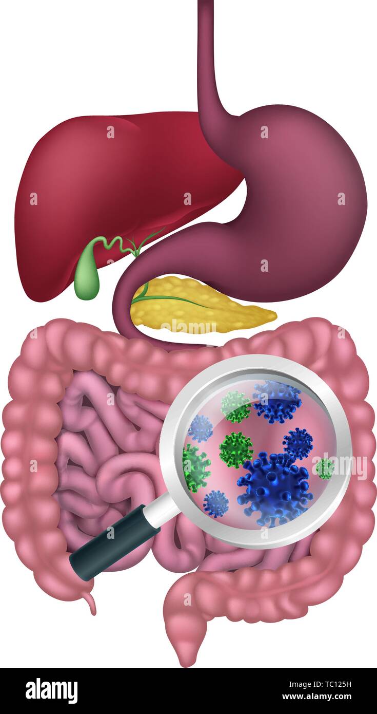 Les bactéries intestinales probiotiques La flore du système digestif Illustration de Vecteur