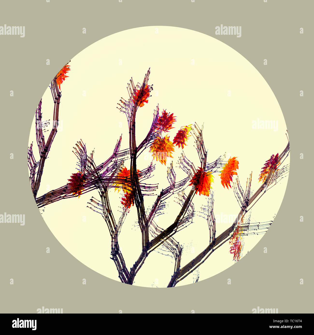 Comptine d'automne, la peinture rouge feuille drainant le tournage, début de la falsification et de multiples prises de vue de l'exposition frontière ajouter plus tard la transformation en un paysage de peinture chinoise Banque D'Images