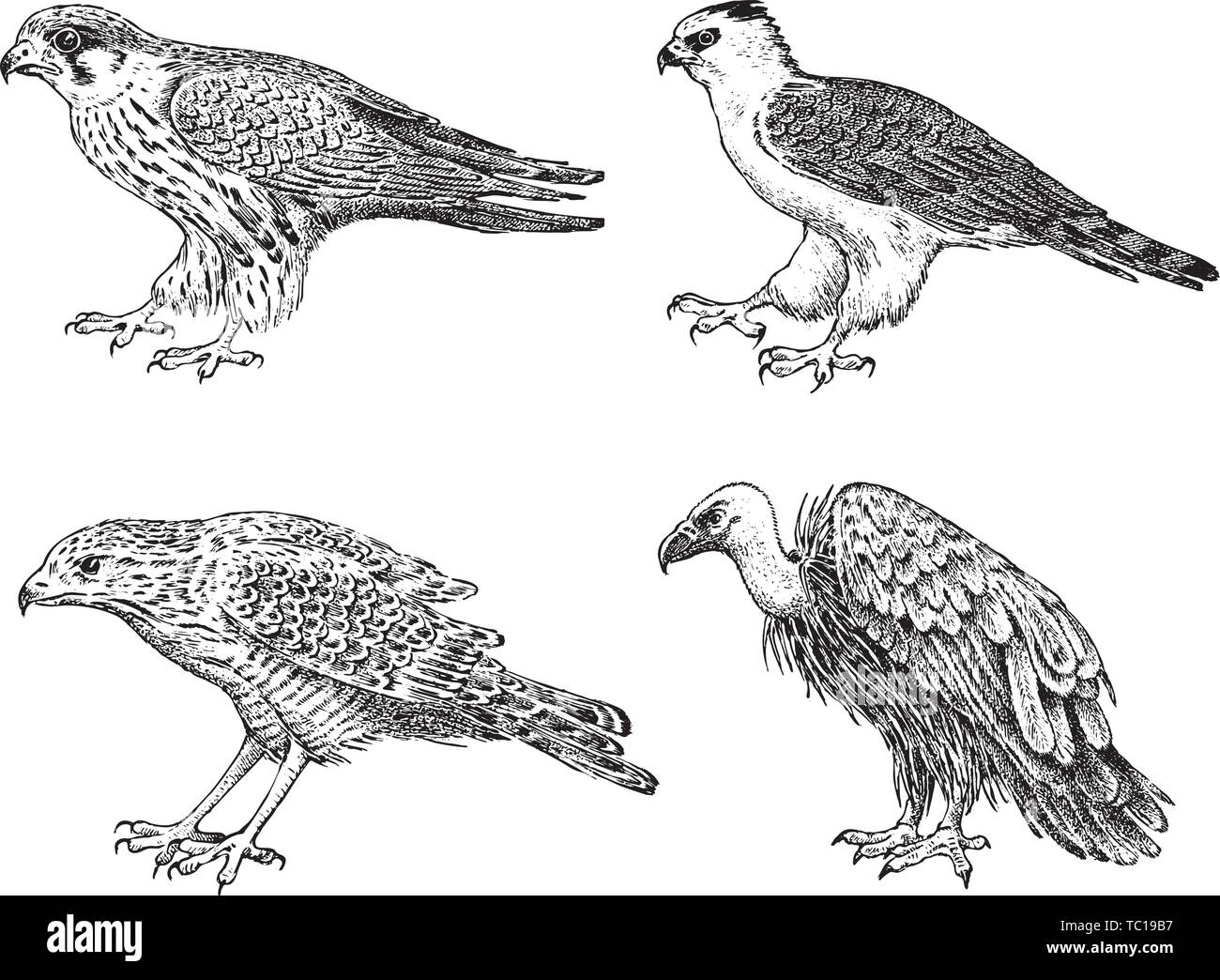 Ensemble d'oiseaux sauvages. Vautour fauve, Autour des palombes, busard pâle, milan noir et blanche. Hand drawn vector sketch dans un style graphique gravée. Illustration de Vecteur