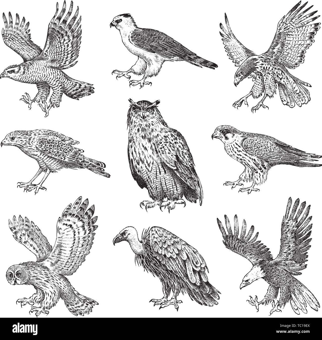 Ensemble d'oiseaux réalistes. Vautour fauve, Autour des palombes, busard pâle, milan noir, Owl et Eagle. Hand drawn vector sketch dans un style graphique gravée. Illustration de Vecteur