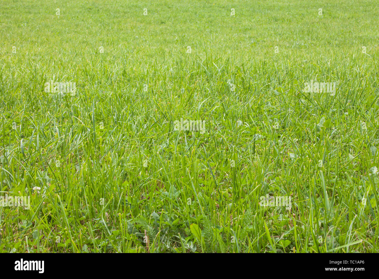 Close up sur le vert de l'herbe dans un alpage en Dolomites, Italie Banque D'Images