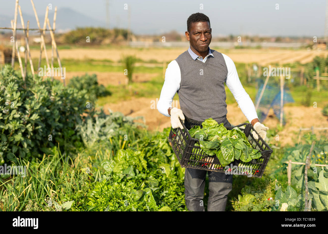 Portrait de l'agriculteur africain-américain fort satisfaits avec des feuilles fraîchement récoltées dans son jardin de légumes betteraves Banque D'Images