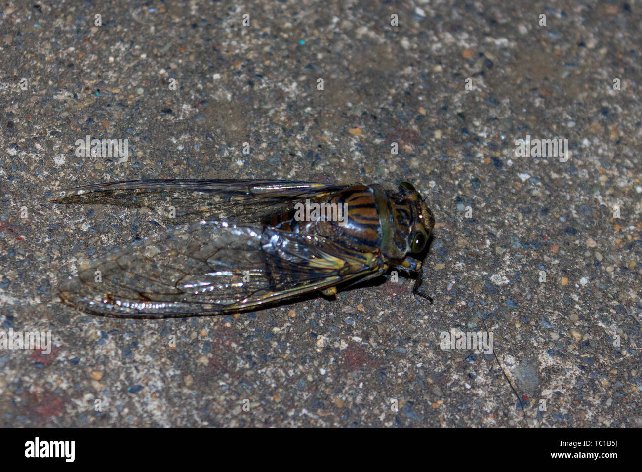 Close up cigale, Pérou Banque D'Images