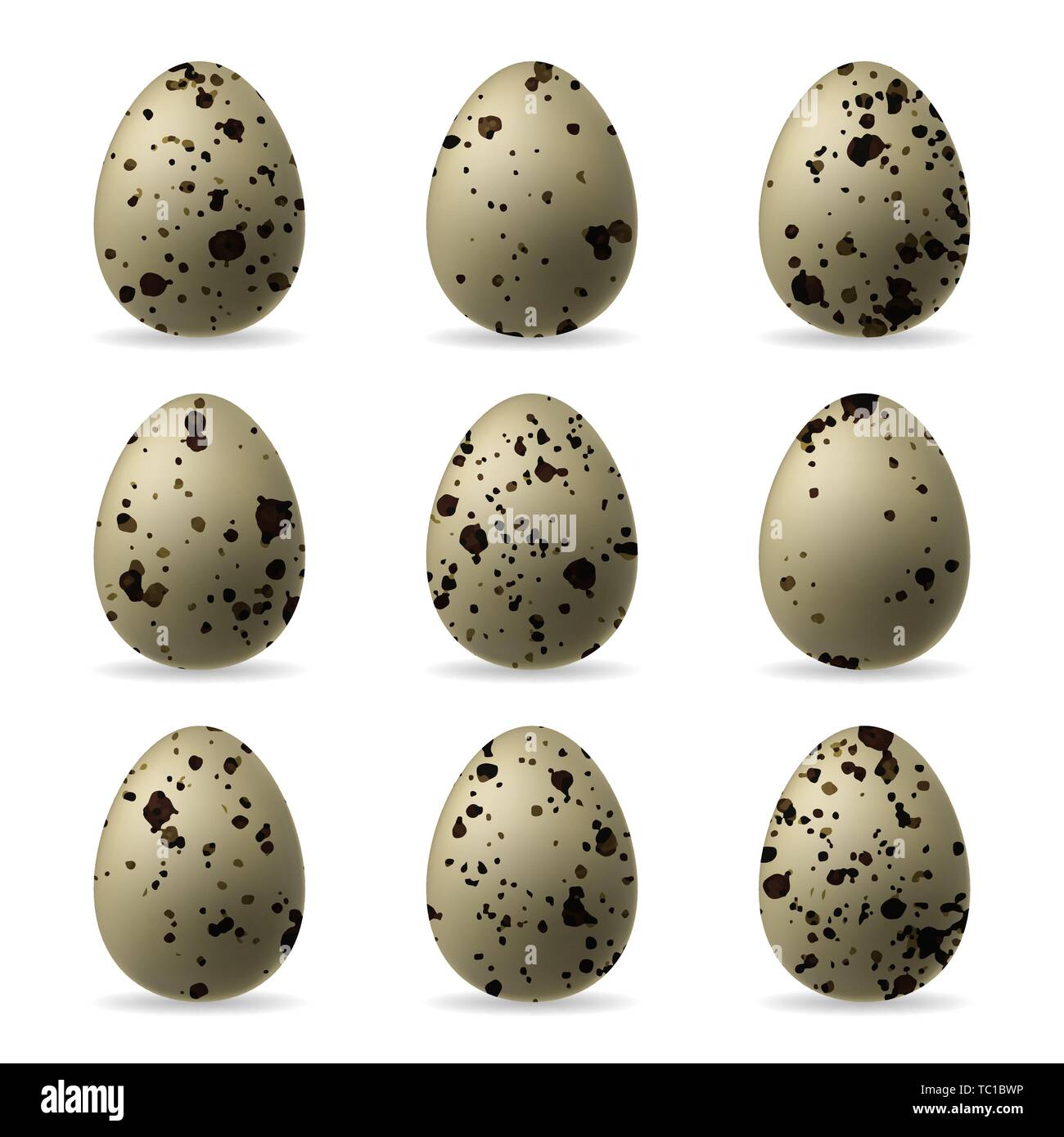 Oeufs de caille isolée réaliste sur fond blanc. Illustration de Vecteur