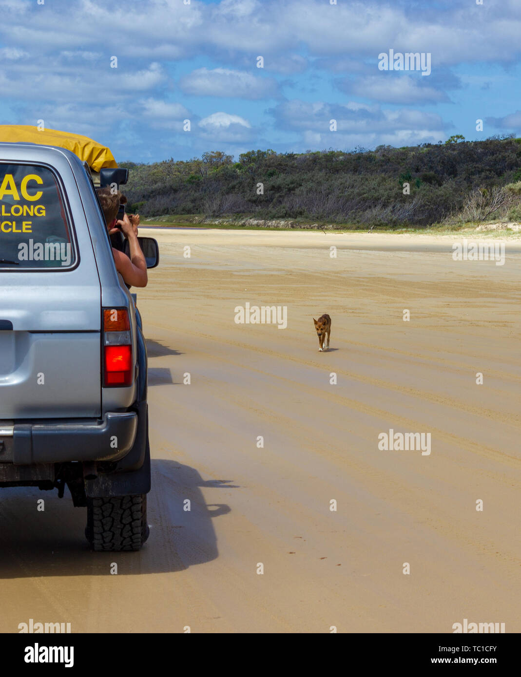 Trourist prendre des photos d'un Dingo de la voiture, sur la plage, dans le parc national Great Sandy, Fraser Island Waddy Point, Queensland, Australie Banque D'Images