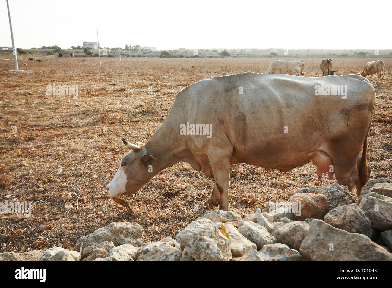 Brown les vaches dans le champ Sec. L'île de Favignana. Sicile, Italie Banque D'Images