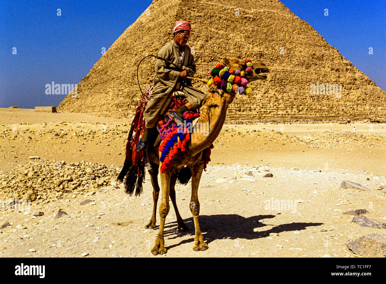 Photo : © Simon Grosset. La pyramide de Gizeh, Nécropole de Gizeh ou complexe, près du Caire, Égypte. Un homme monte un chameau en face de la grande pyramide de Gizeh, sur Banque D'Images