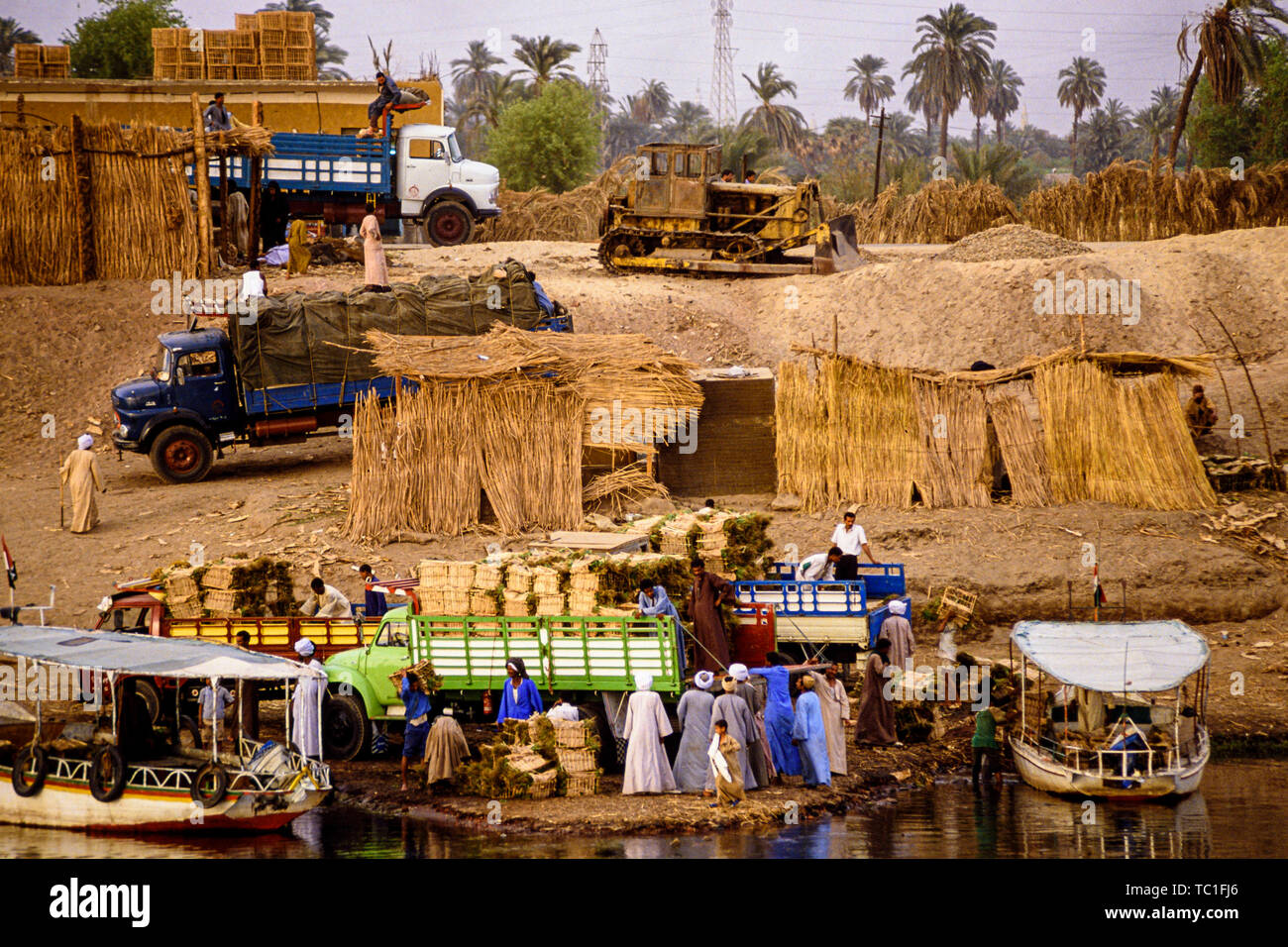 Louxor, Egypte. Camions et bateaux de roseaux de chargement et de déchargement et le fourrage sur les rives du Nil. Photo : © Simon Grosset. Archive : image numérisé à partir d'un Banque D'Images