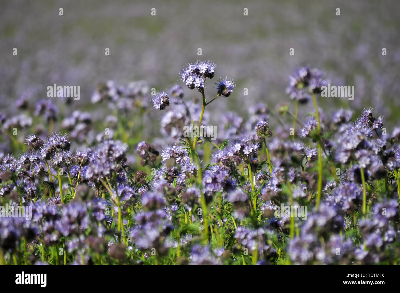 Les champs de fleurs de mauve à l'extérieur de Paris, France Photo Stock -  Alamy