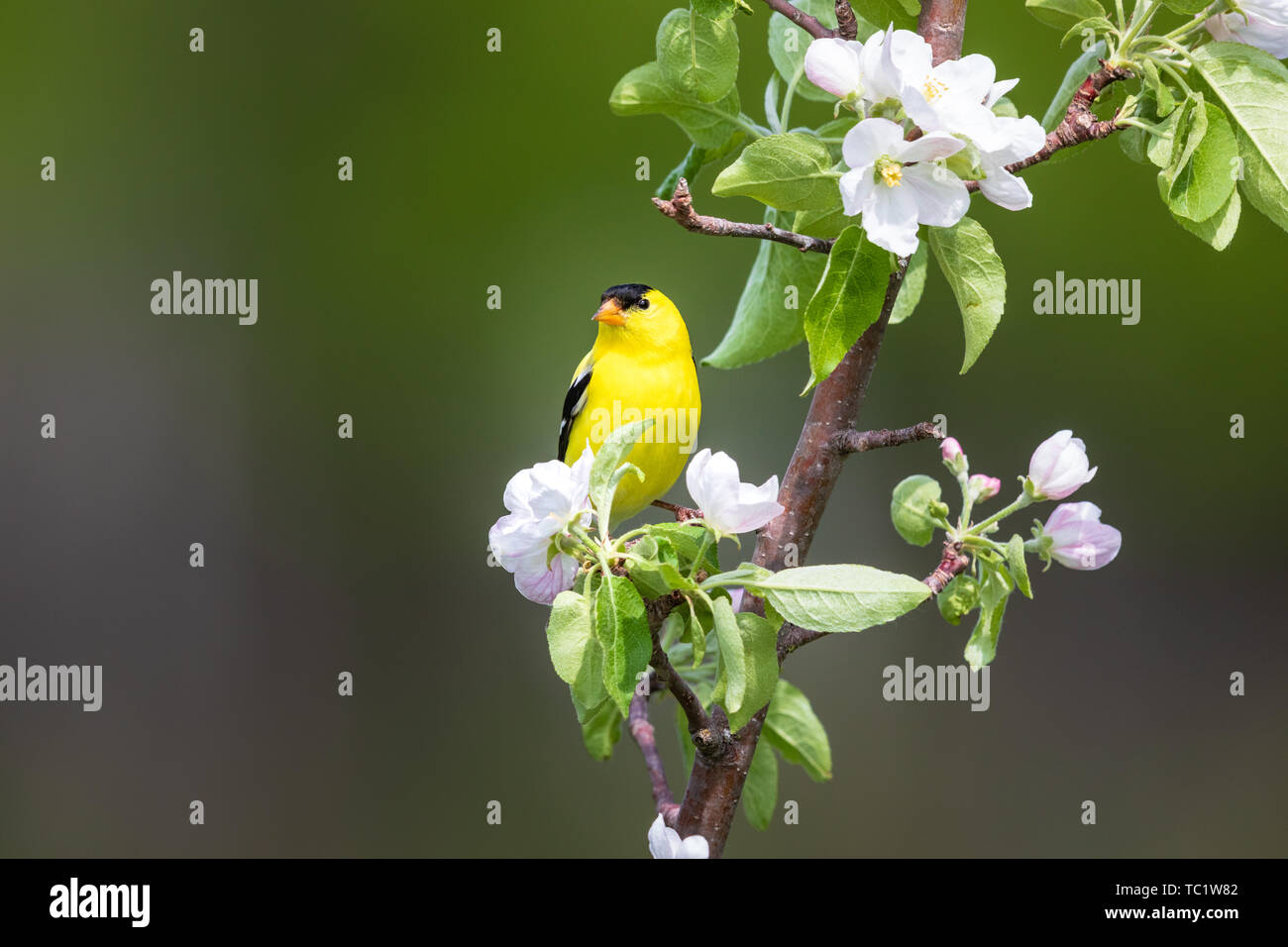 Chardonneret jaune mâle perché dans un pommier en fleurs dans le nord du Wisconsin. Banque D'Images