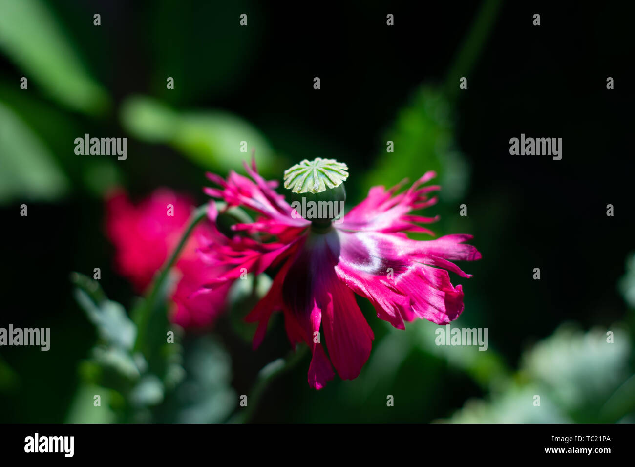 Gros plan du coquelicot sur fond vert sombre Banque D'Images