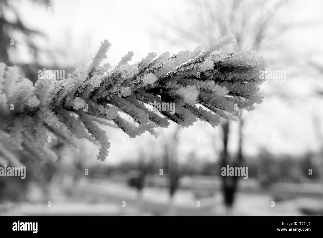 Givre sur les aiguilles de l'arbre de Noël photo noir et blanc. Banque D'Images