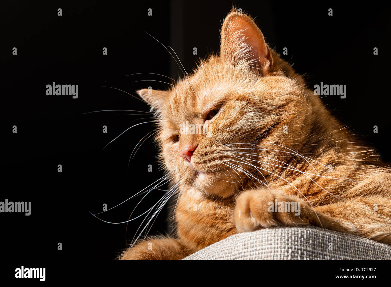 Chat Orange assis au soleil ; fond sombre, low angle view Banque D'Images