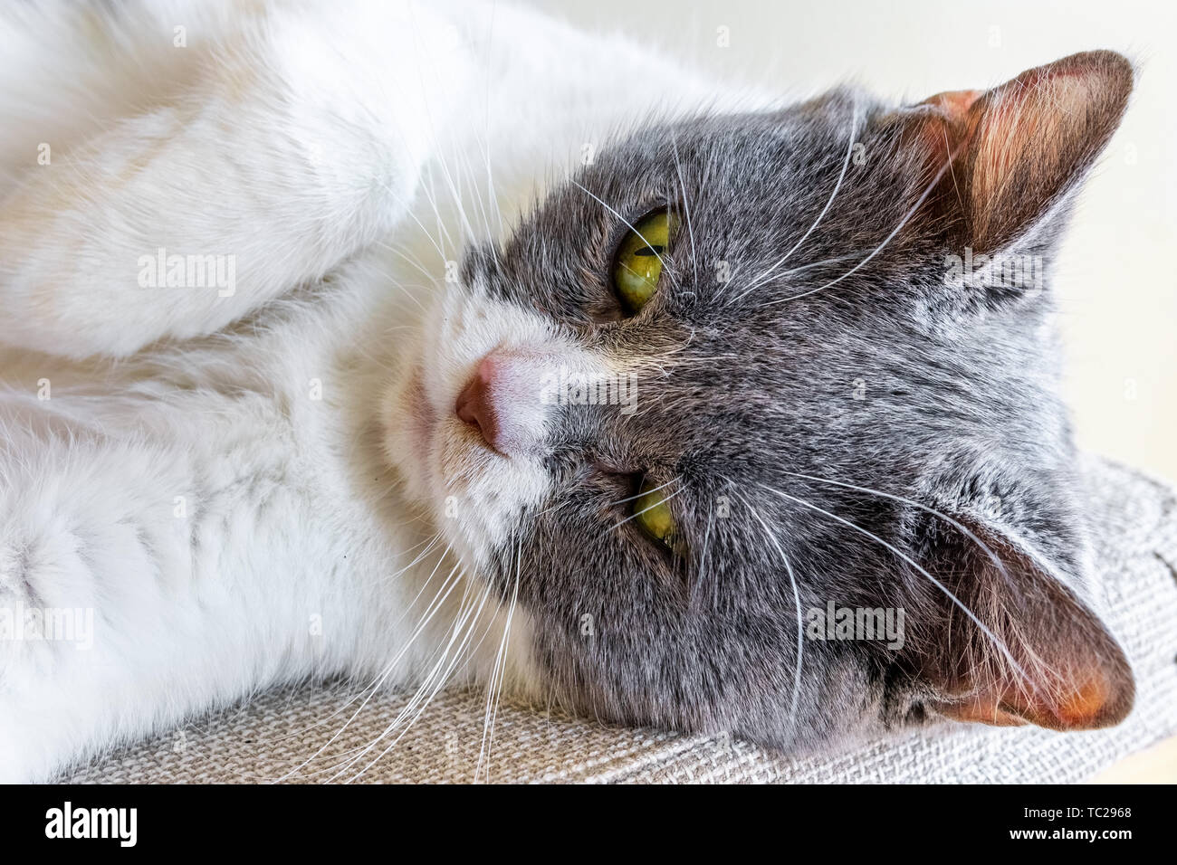 Gros plan de la tête d'un chat gris et blanc se prélasser sur une chaise Banque D'Images