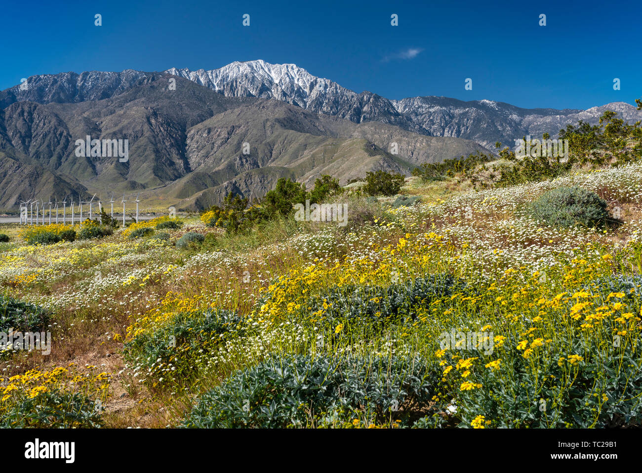 Fleurs sauvages et les éoliennes à San Gorgonio Pass près de Palm Springs, Californie, USA. Banque D'Images