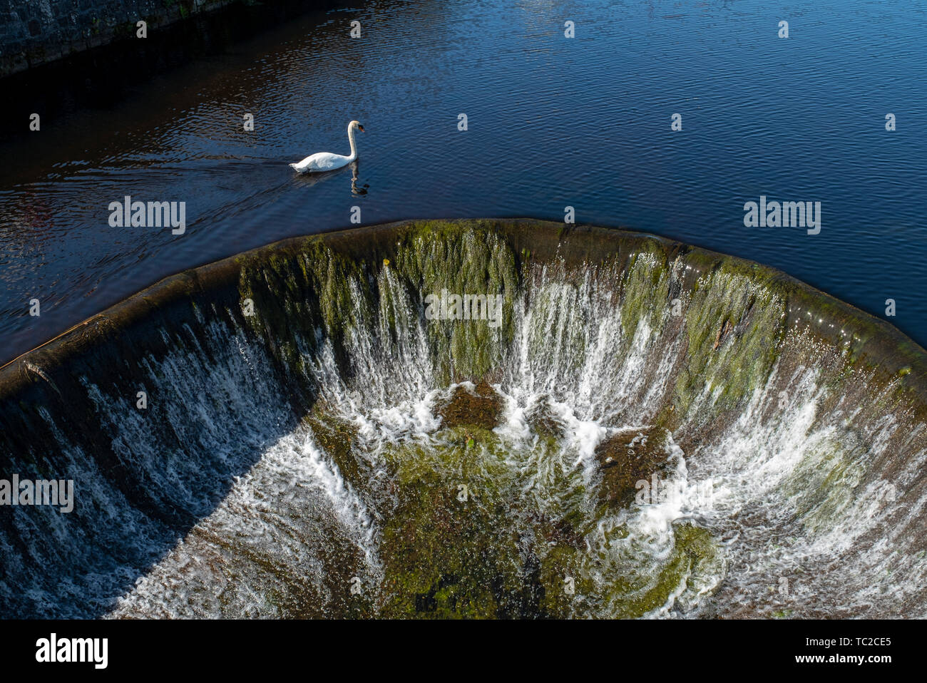 Sur le lac des cygnes à Huelgoat, Finistère, Bretagne, France, Europe Photo  Stock - Alamy
